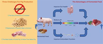 Effects of fermented unconventional protein feed on pig production in China